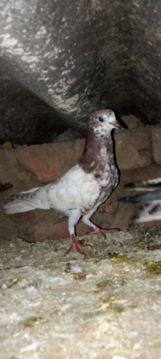 Post Image 1