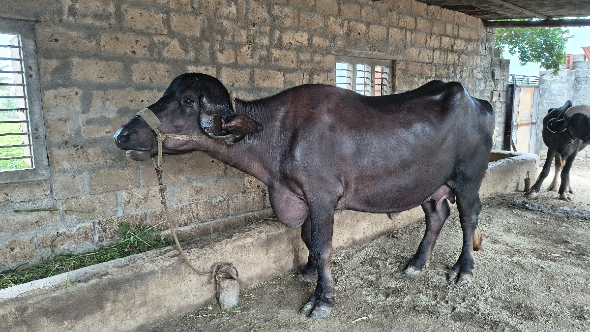 Post Image 2
