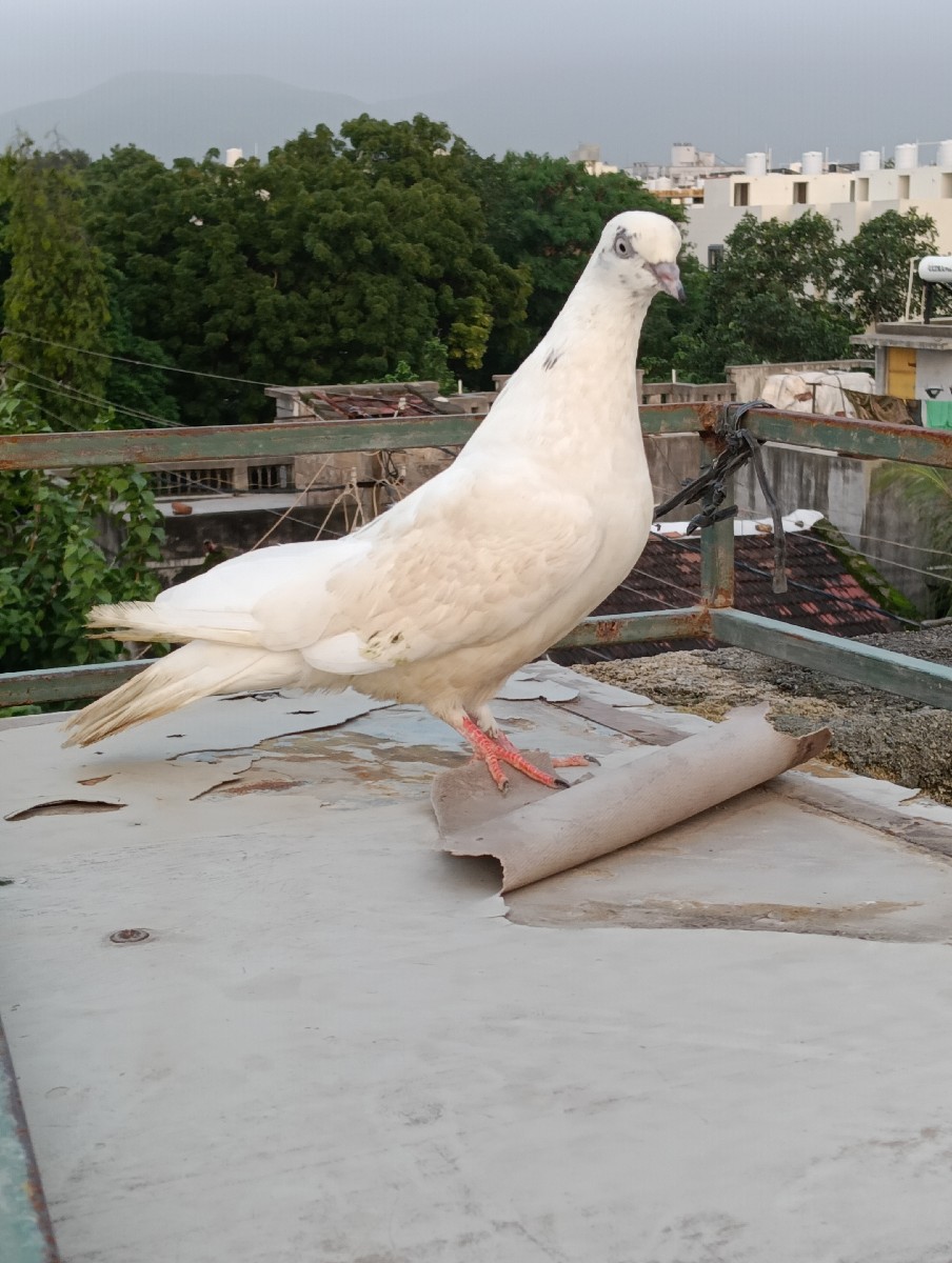 Post Image 2