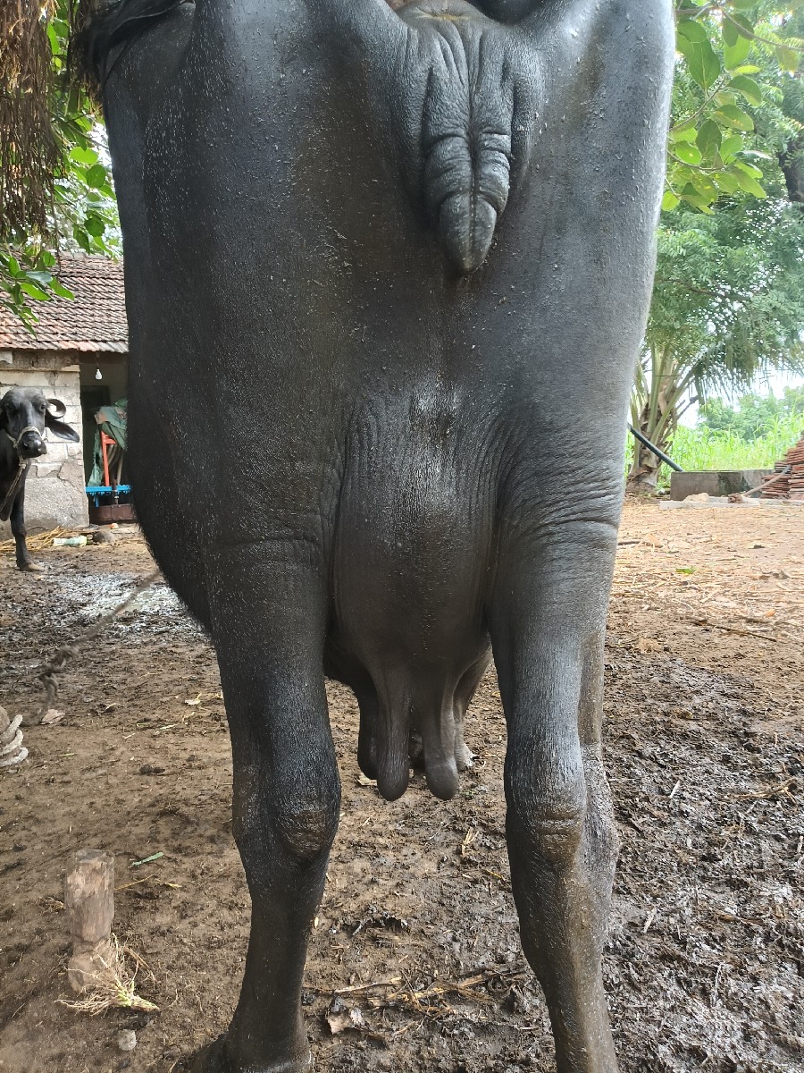 Post Image 2