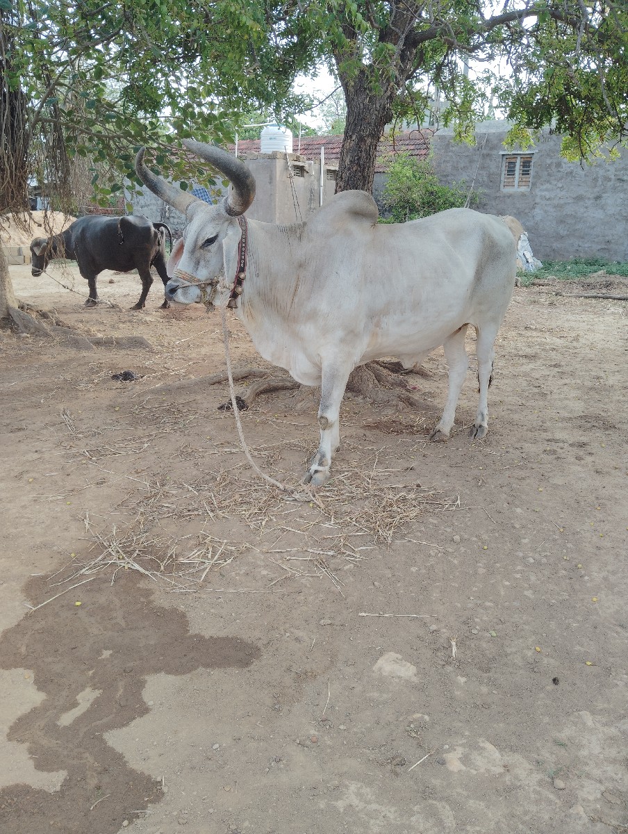Post Image 3