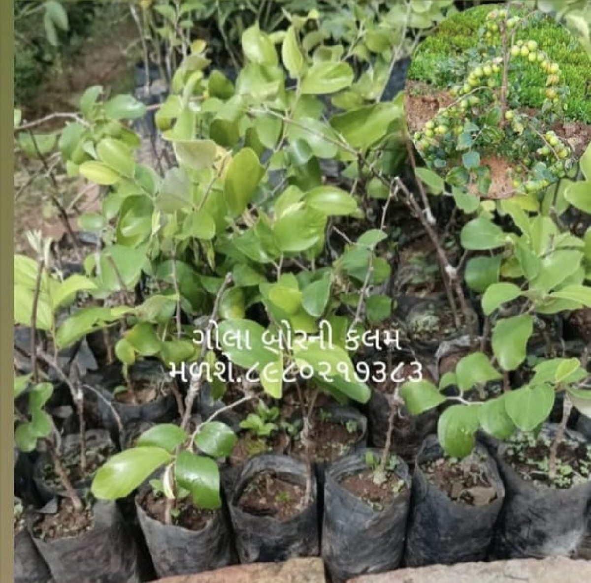Post Image 5