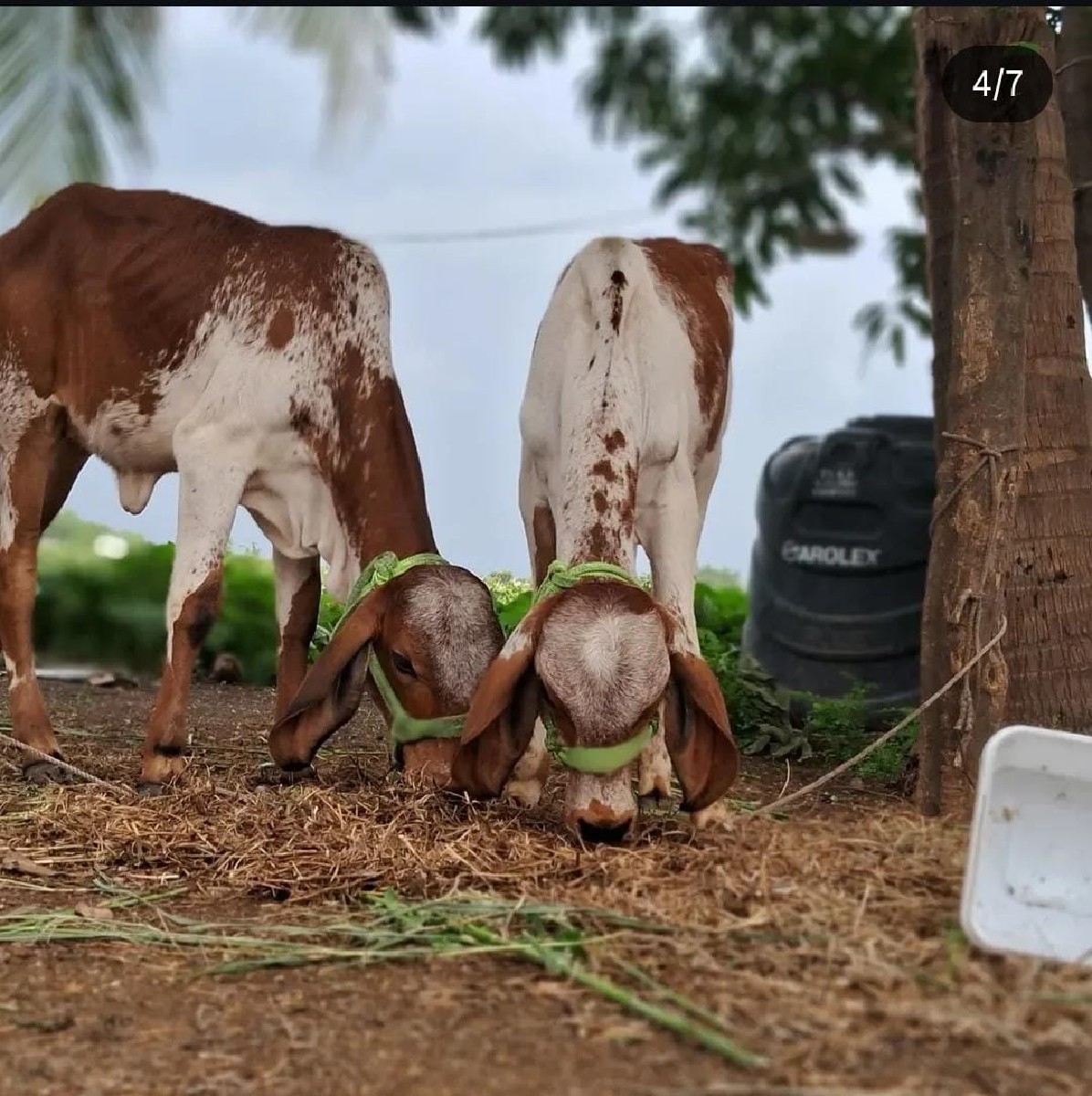 Post Image 3