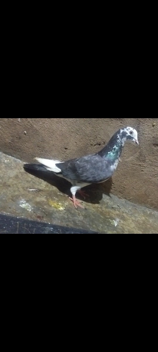Post Image 3