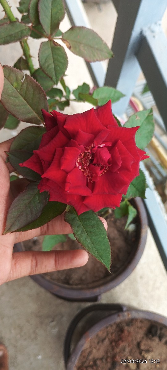 Post Image 2
