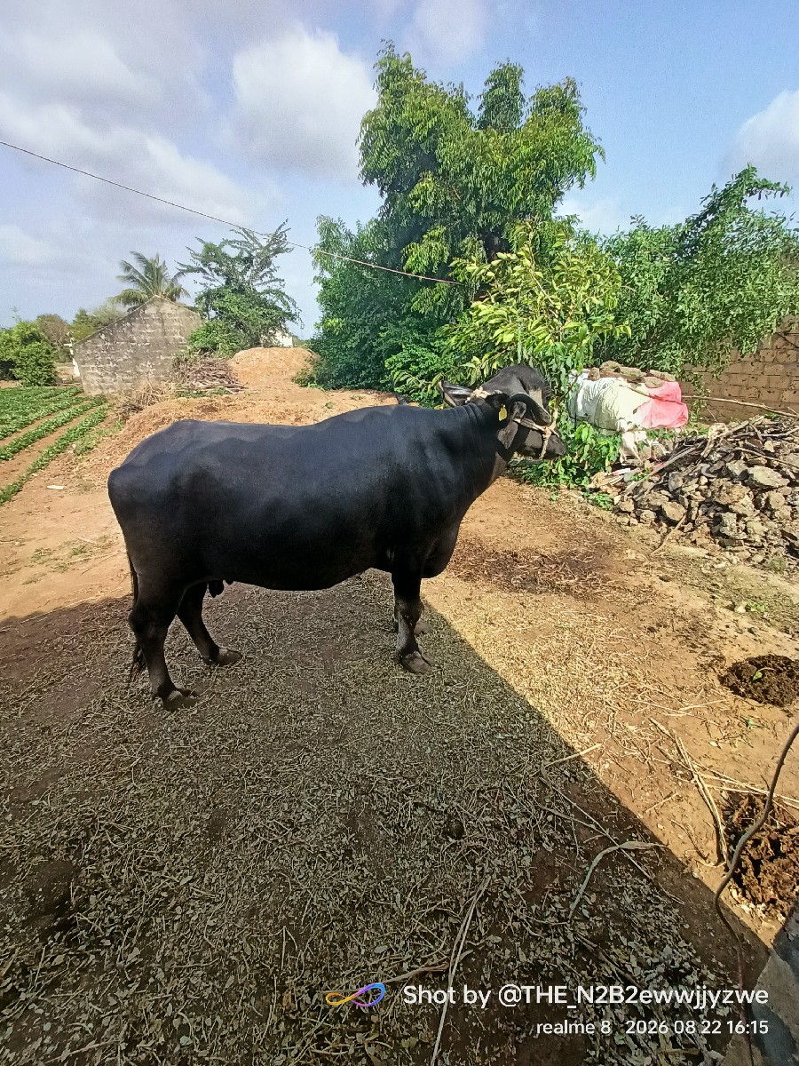 Post Image 2