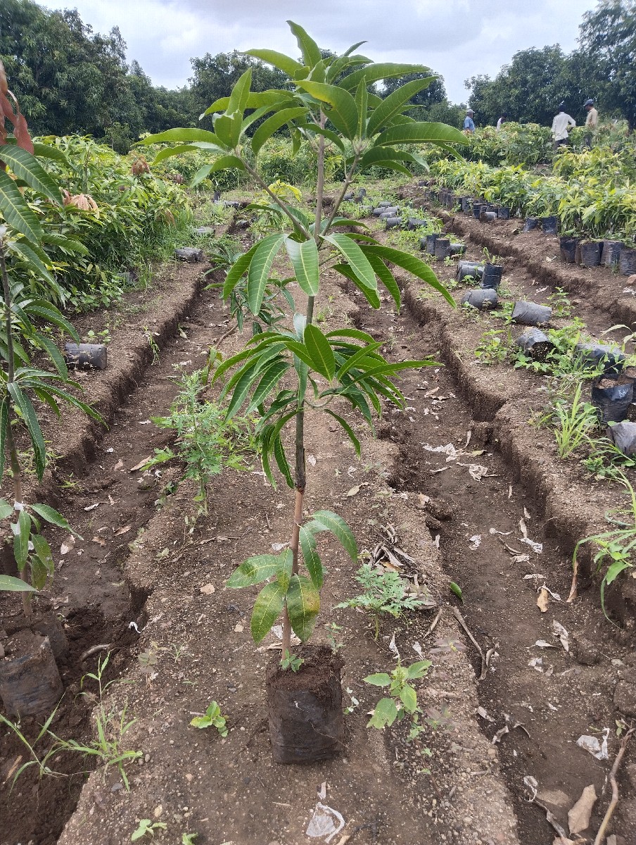 Post Image 6