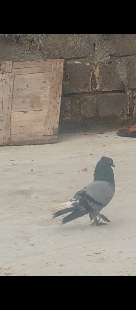 Post Image 2