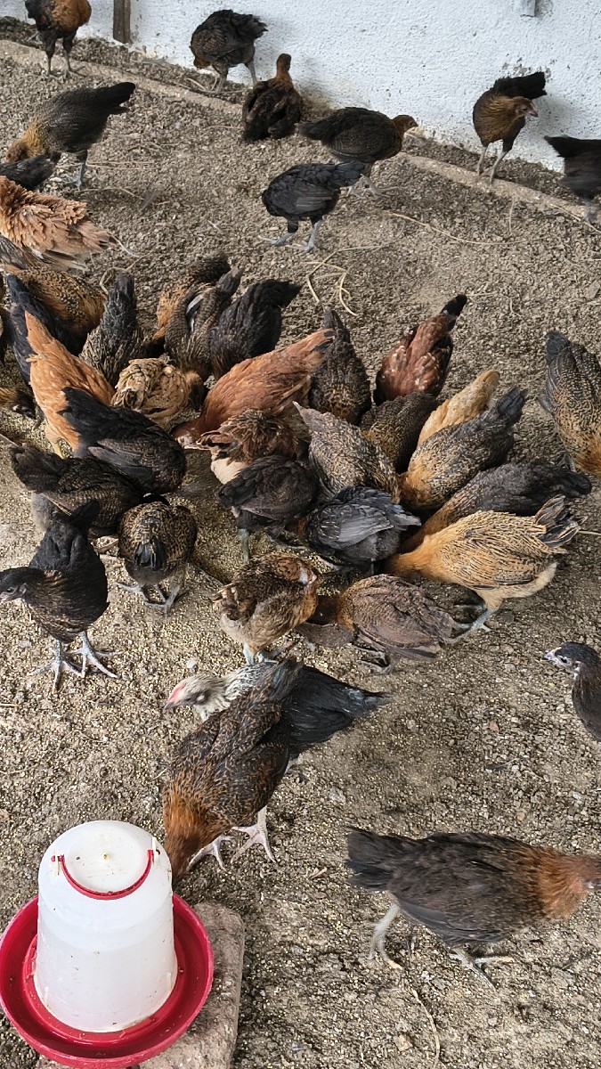 Post Image 3