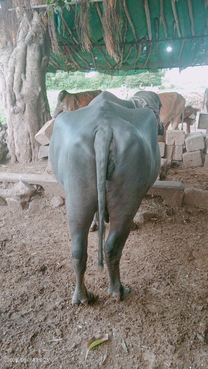 Post Image 2
