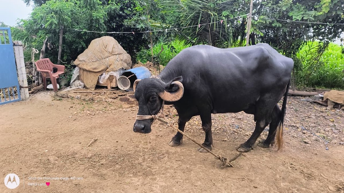Post Image 2