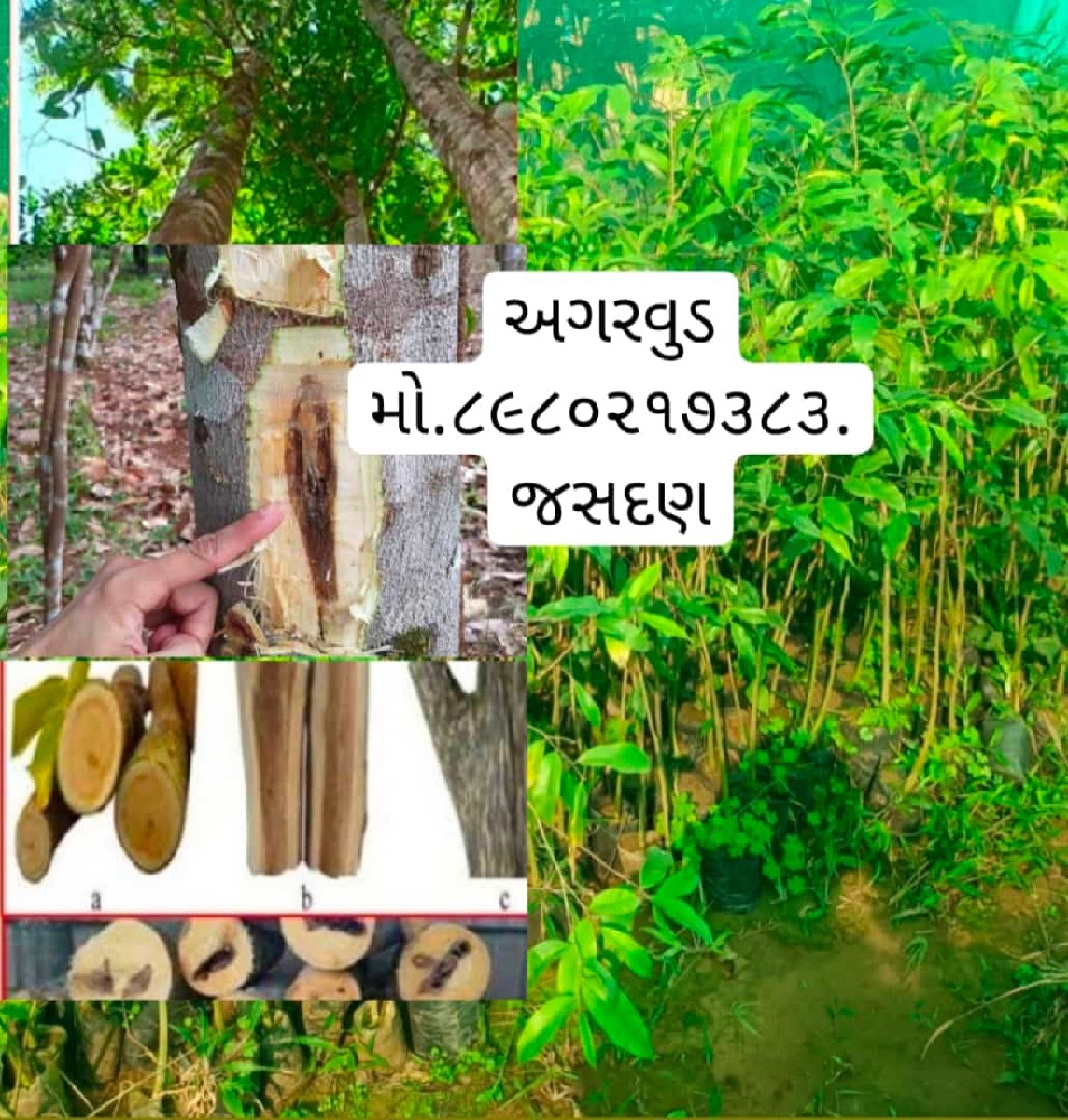 Post Image 4