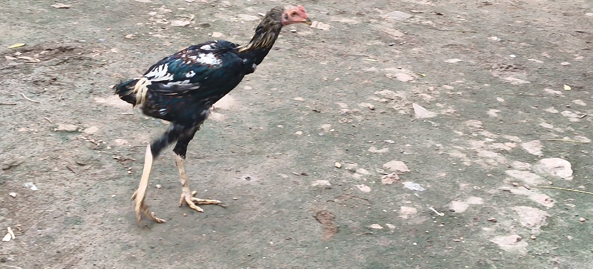 Post Image 2