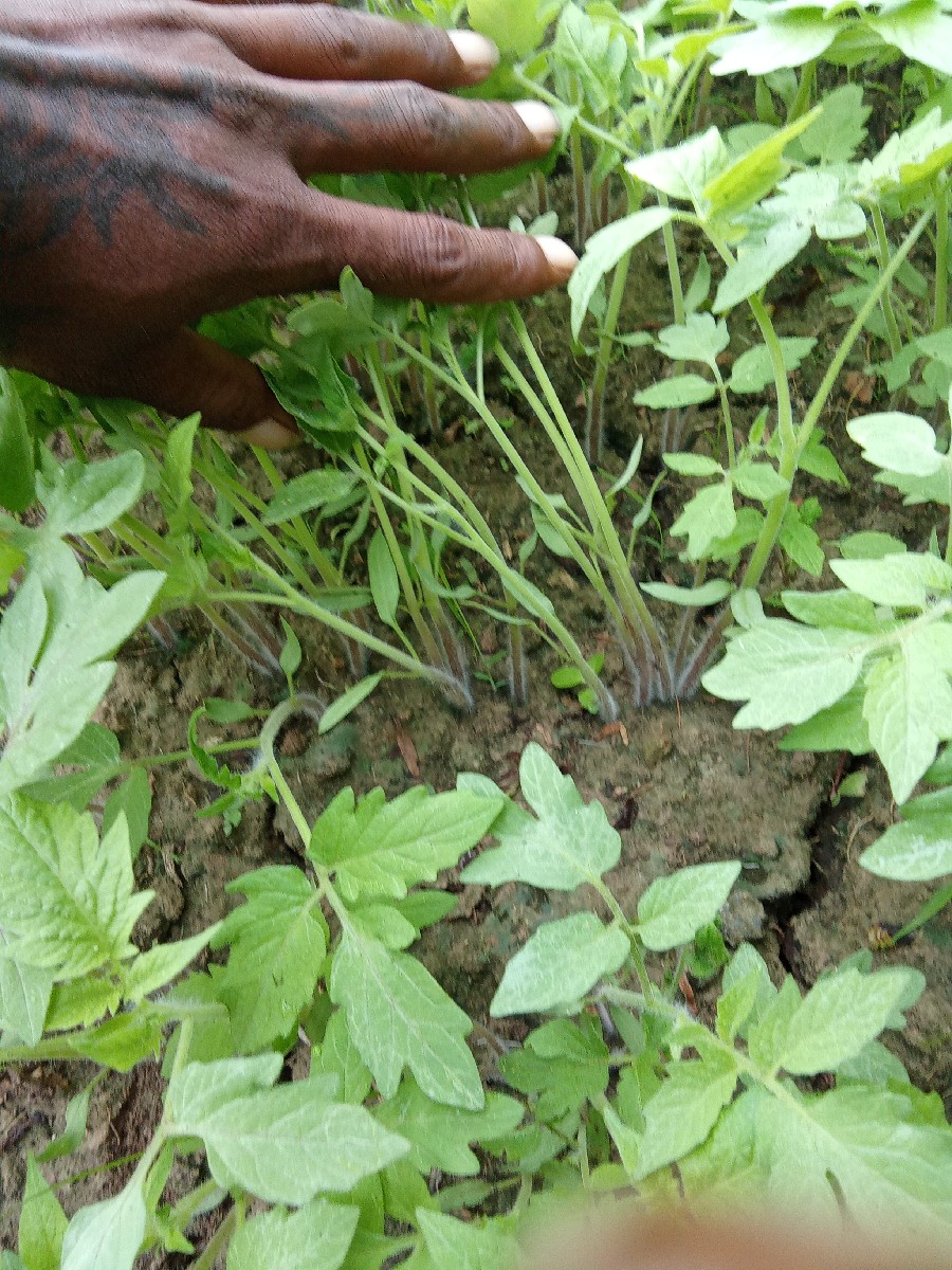 Post Image 3
