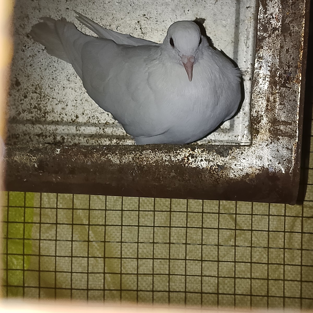 Post Image 2