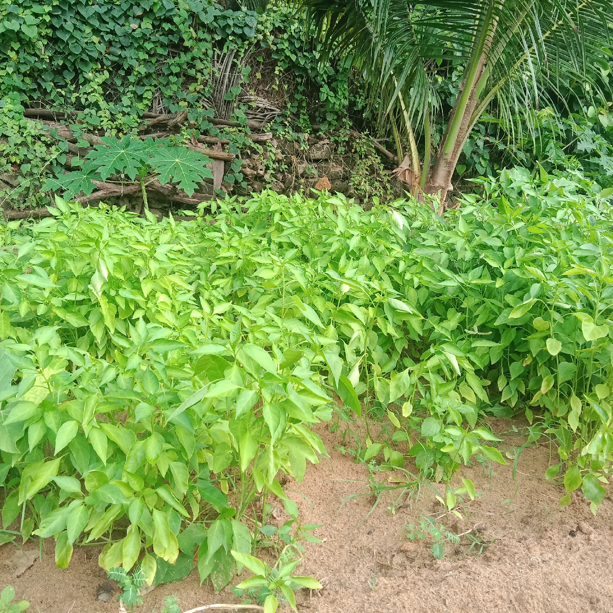 Post Image 2