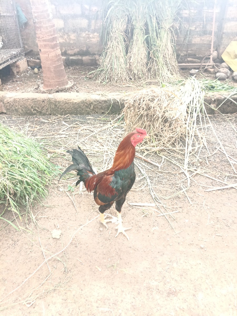 Post Image 2