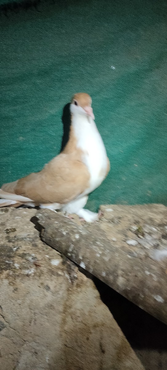 Post Image 2