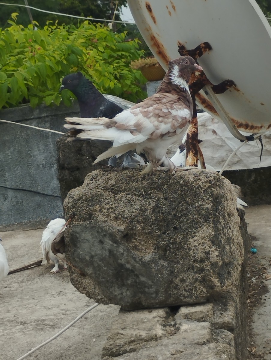 Post Image 3