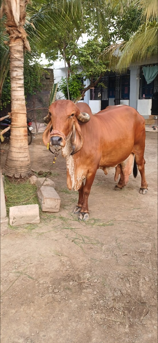 Post Image 2