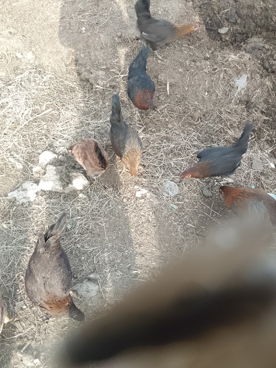 Post Image 3