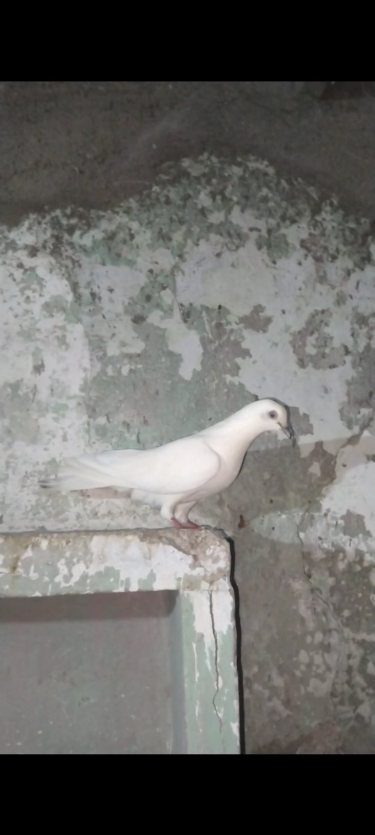 Post Image 2