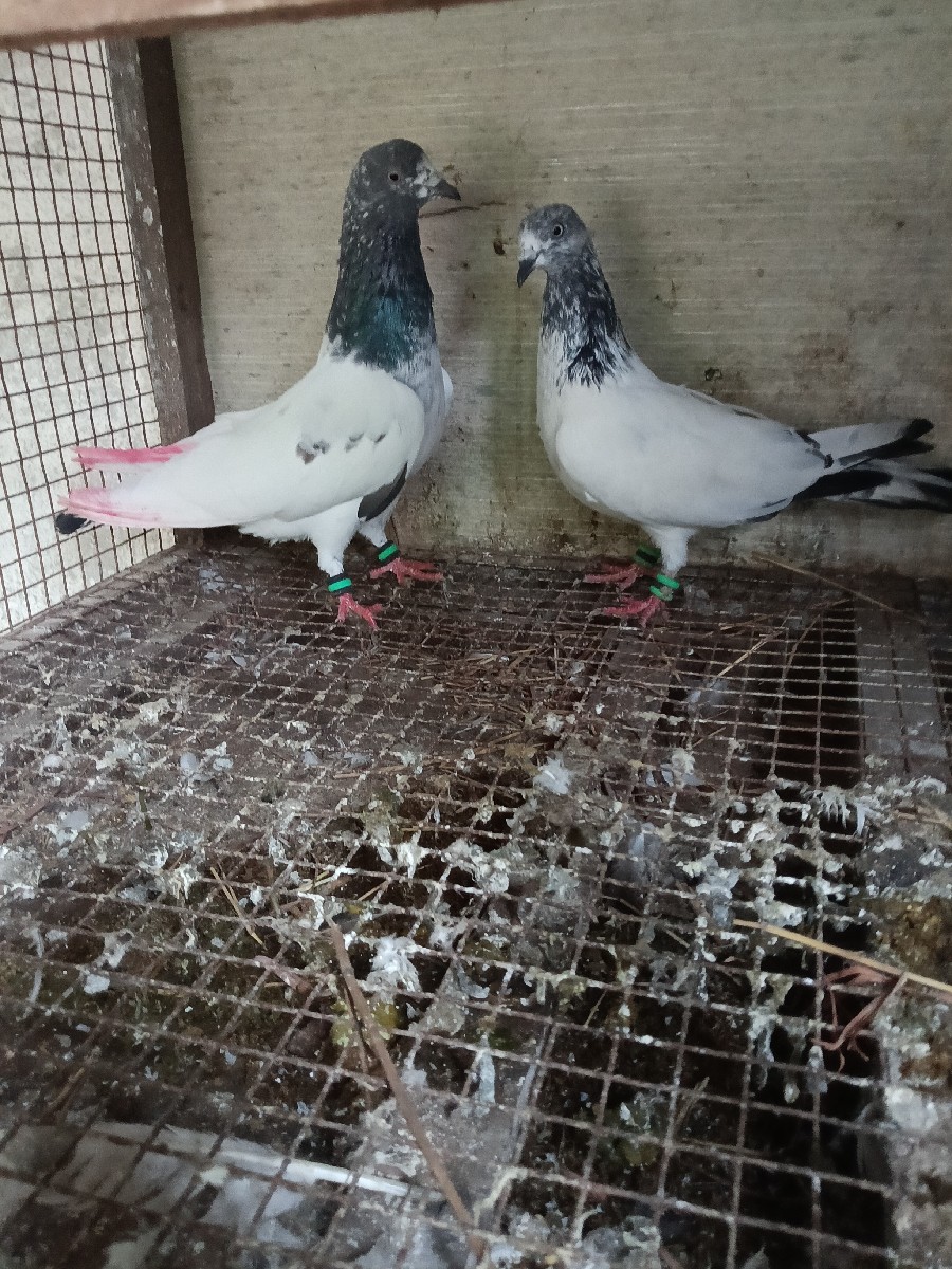 Post Image 1