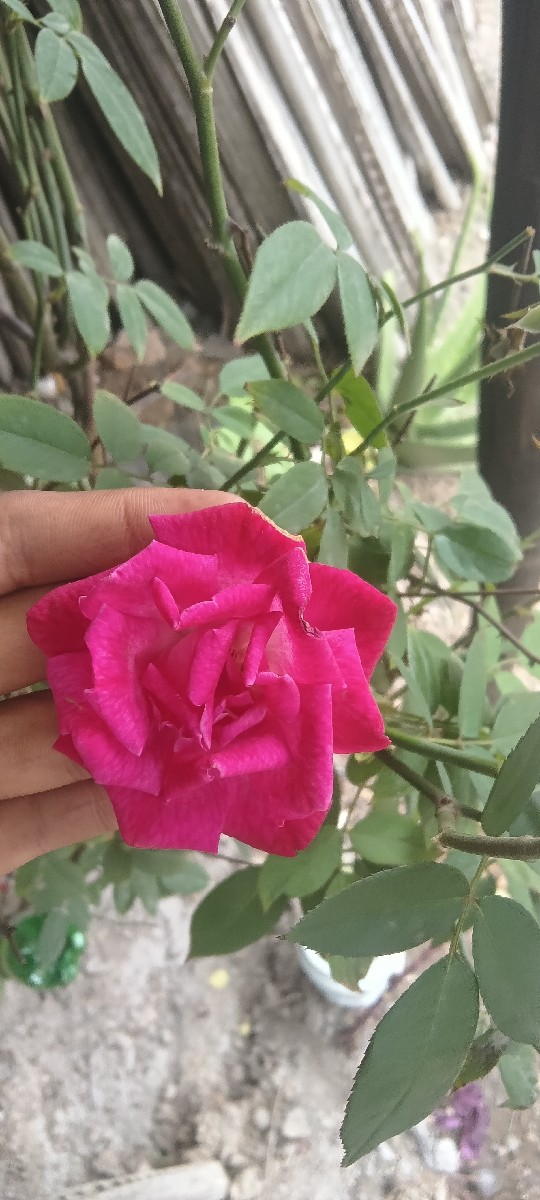 Post Image 2
