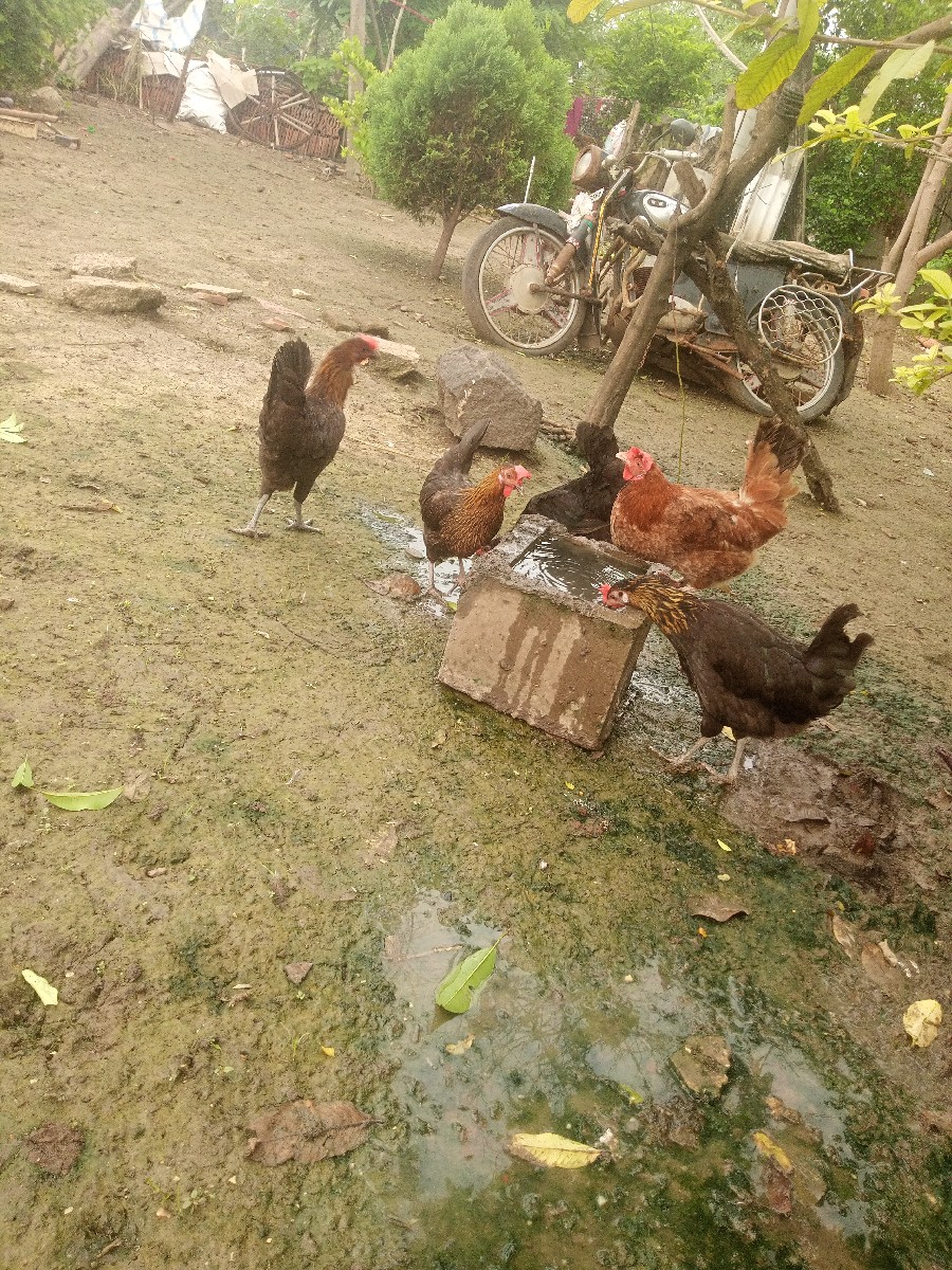 Post Image 2