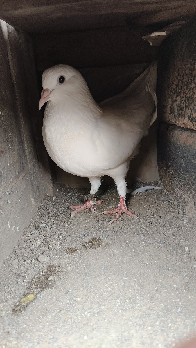 Post Image 1
