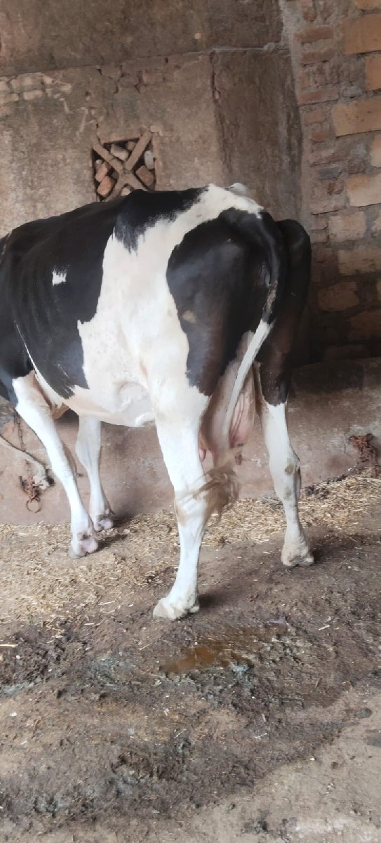 Post Image 3