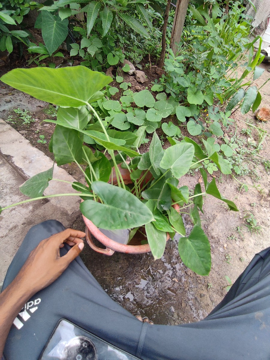 Post Image 2