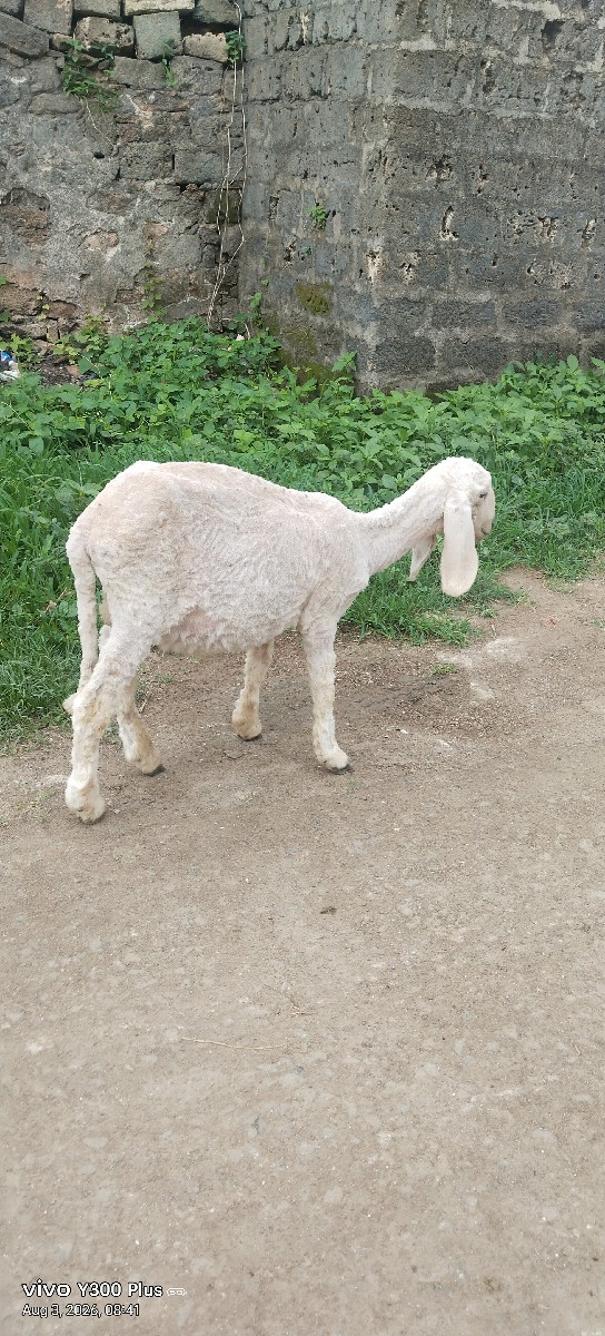 Post Image 2
