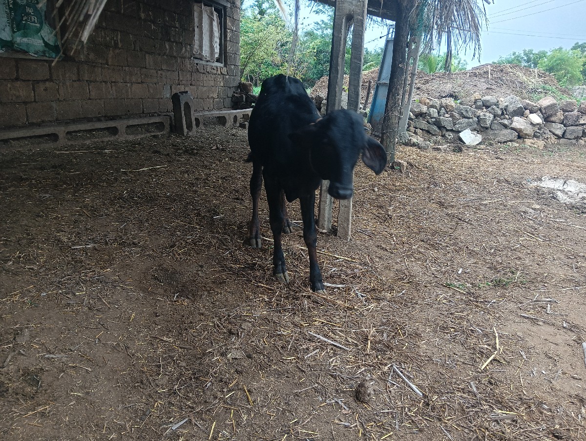 Post Image 2