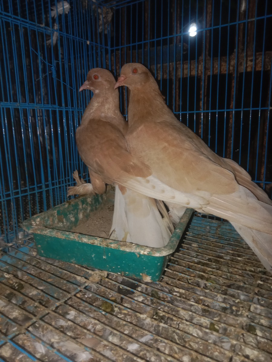 Post Image 2
