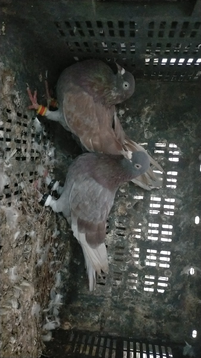 Post Image 2
