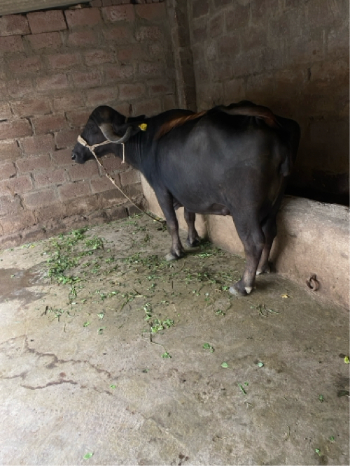 Post Image 2