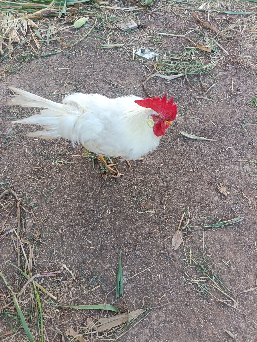 Post Image 2