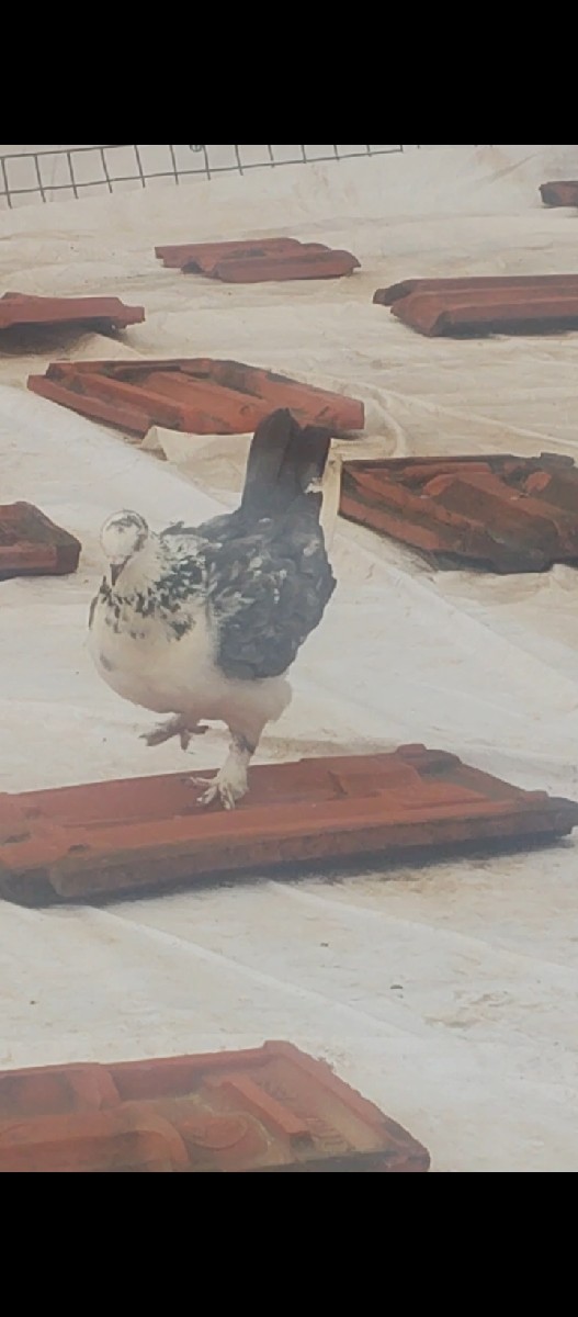 Post Image 3