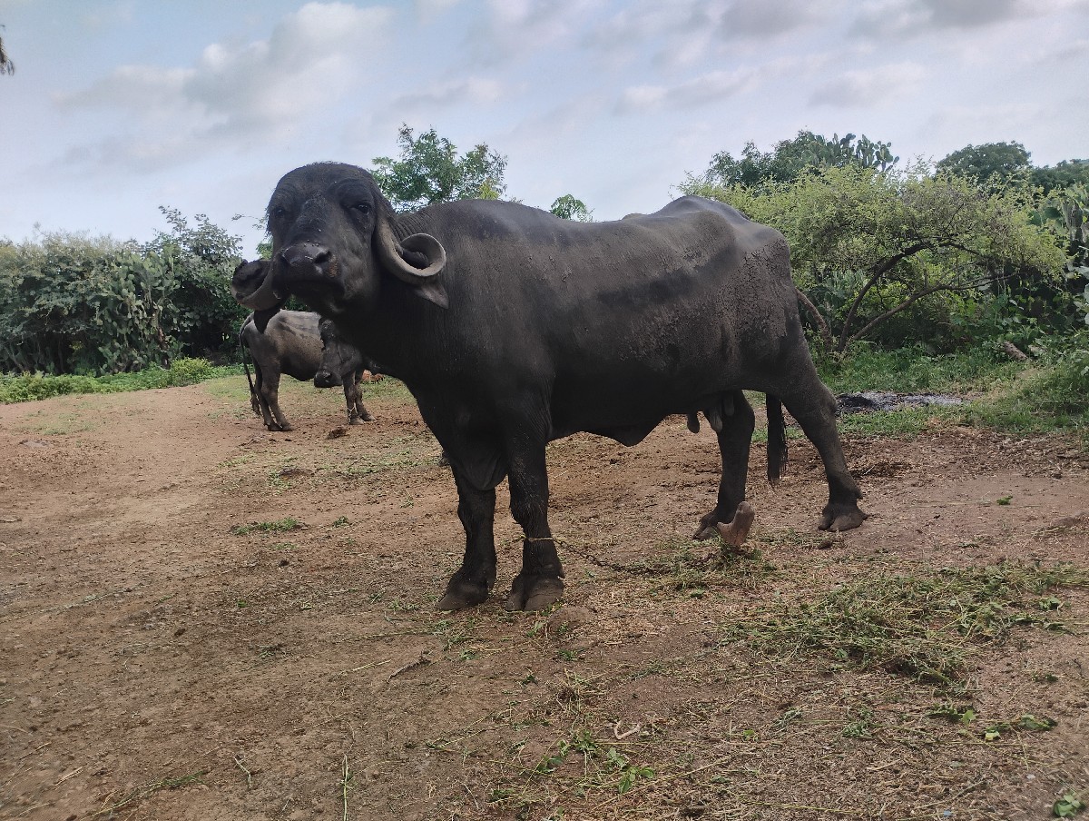 Post Image 2