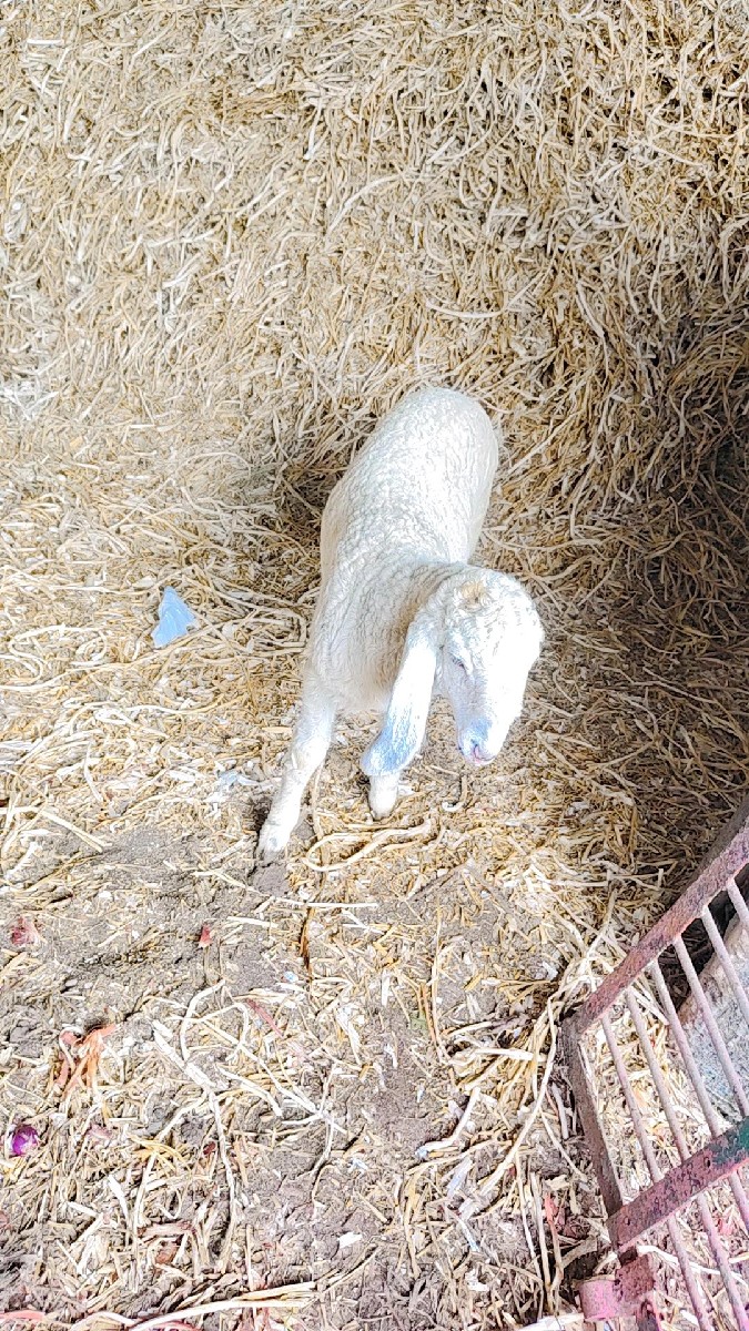 Post Image 2