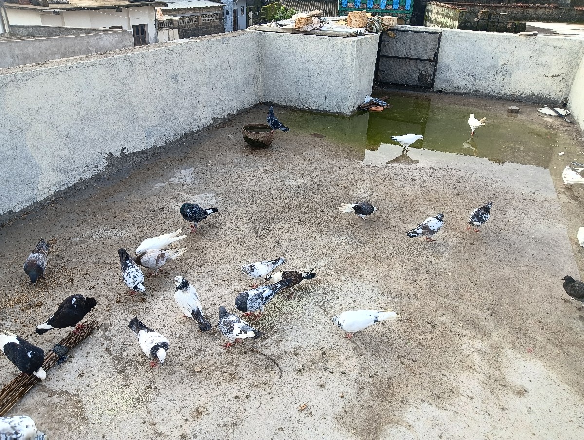 Post Image 2