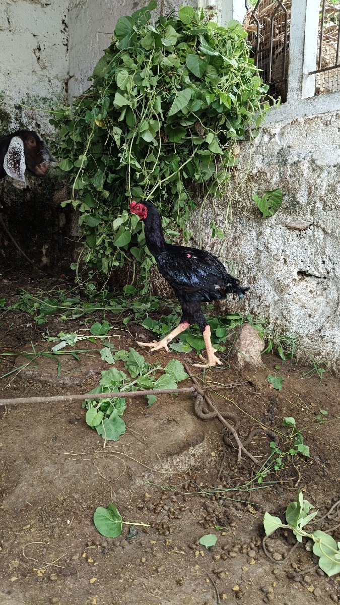 Post Image 3