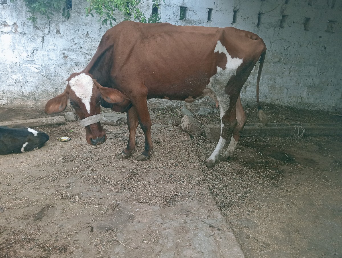Post Image 4