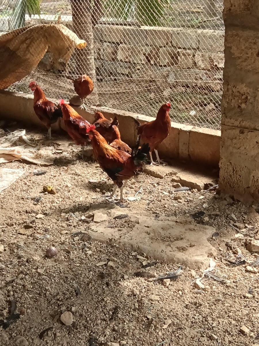 Post Image 2