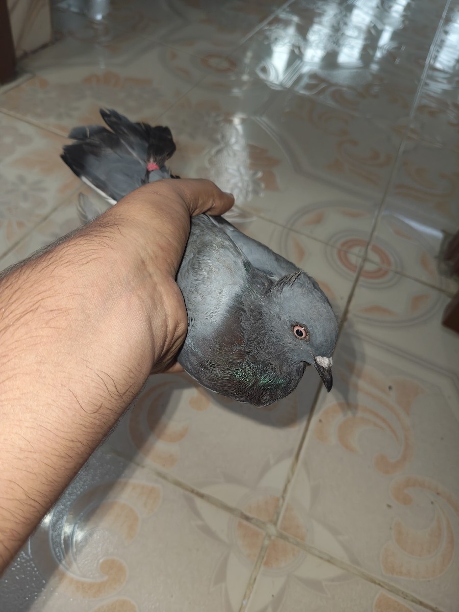 Post Image 2