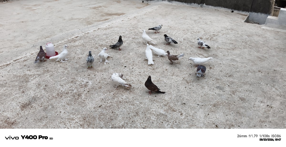 Post Image 3