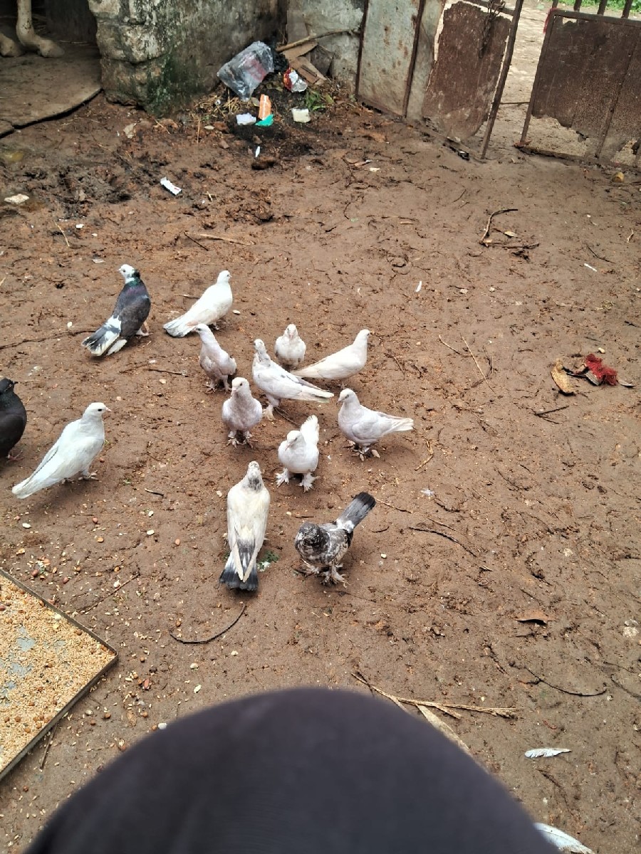 Post Image 3