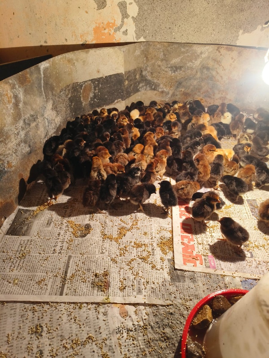 Post Image 4