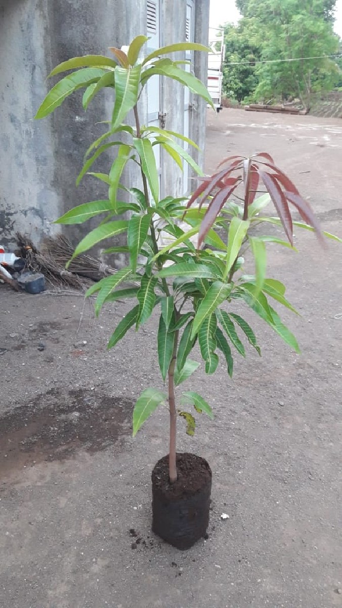 Post Image 6